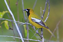 Jamaican Oriole